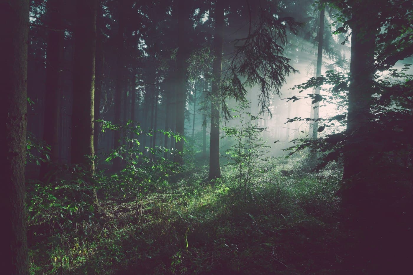 A dense stand of woodland pines